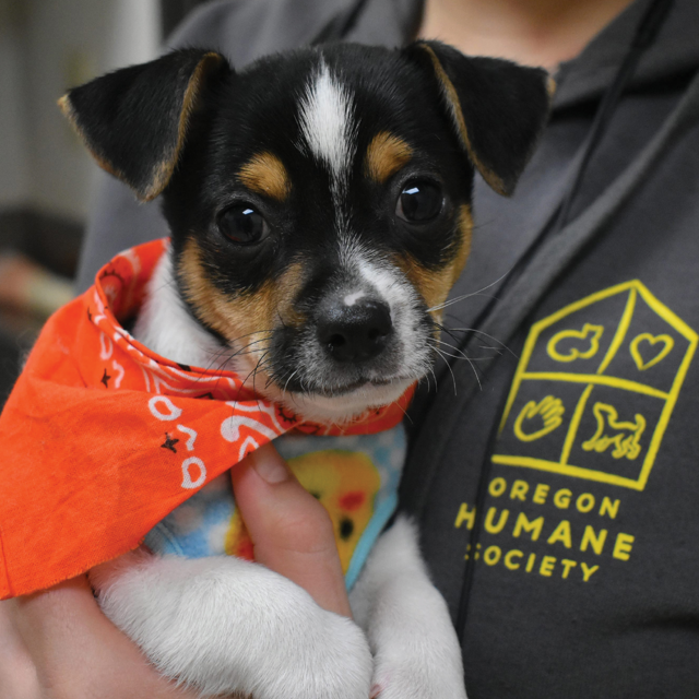 Humane society outlet dog jacket